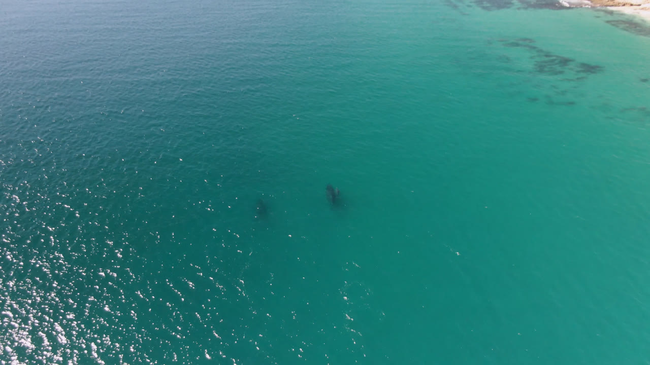 Aerial ocean view with two dolphins beneath clear green-blue water.