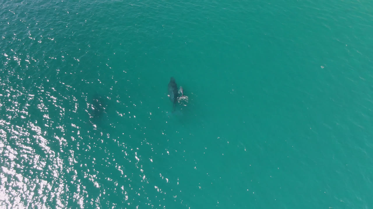 Two dolphins under turquoise ocean water with sun glare at left.