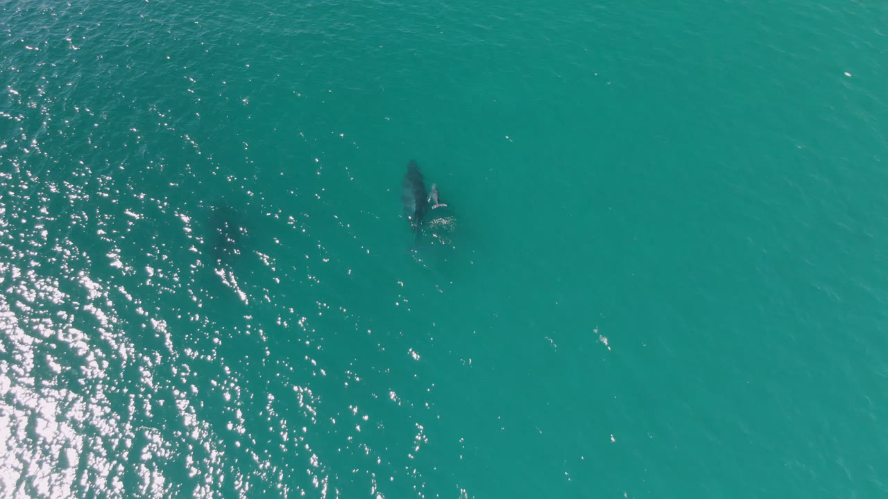 Two dolphins continue through open turquoise water near Laguna Beach Los Cabos, with a broad patch of glittering reflected light on the left and no visible people.