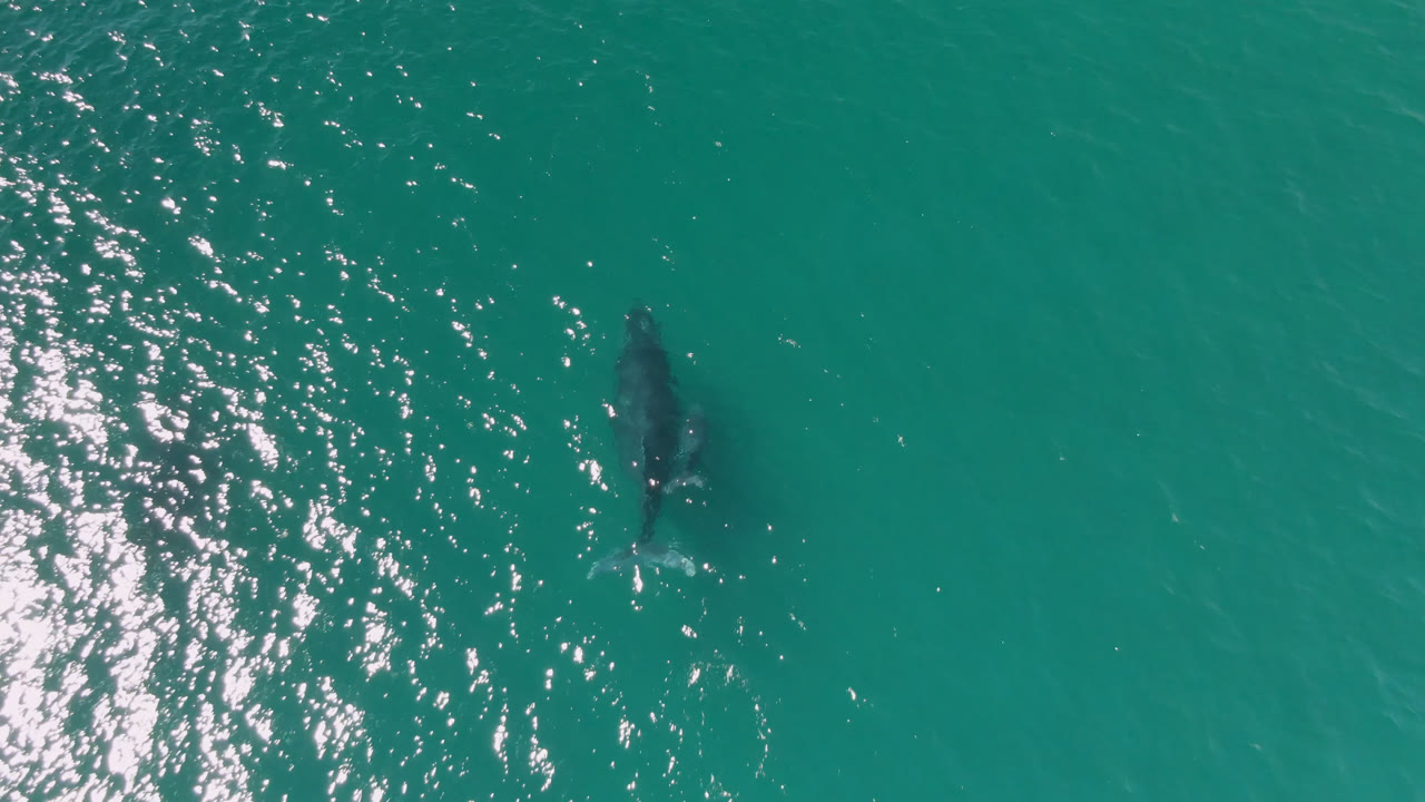 At Laguna Beach Los Cabos, Baja California Sur, Mexico, a humpback whale appears as a dark shape below turquoise ocean water with bright surface glare at left and no visible people.