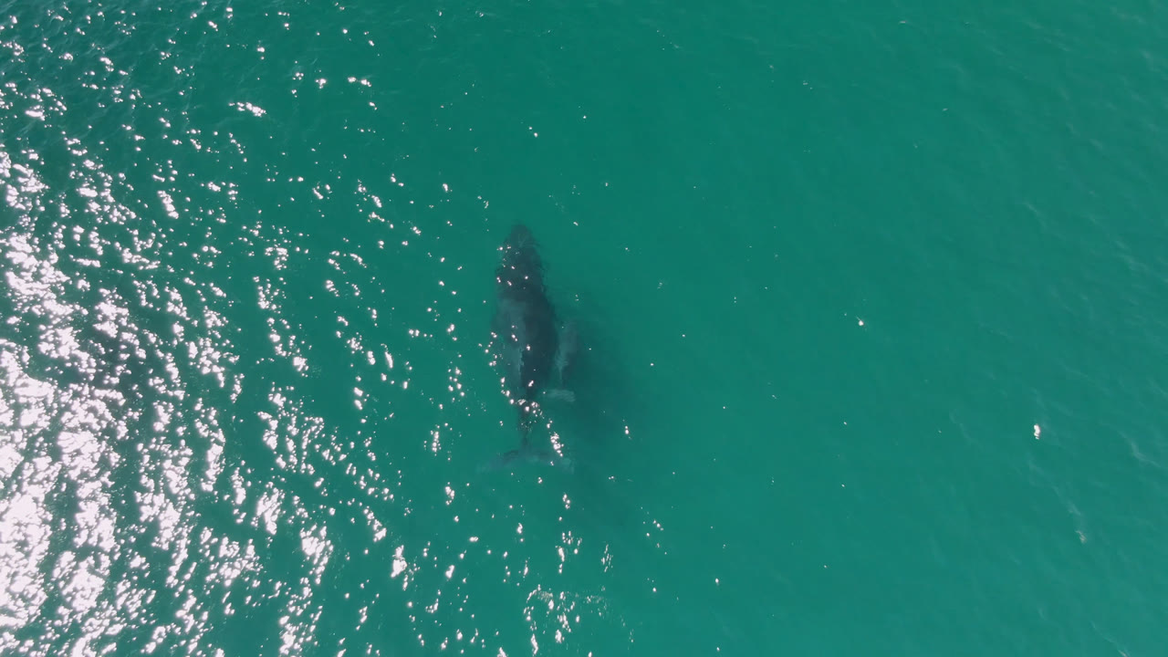 At Laguna Beach Los Cabos, Baja California Sur, Mexico, the whale sits farther right of the bright reflected water patch, with its body still mostly submerged and no visible people.