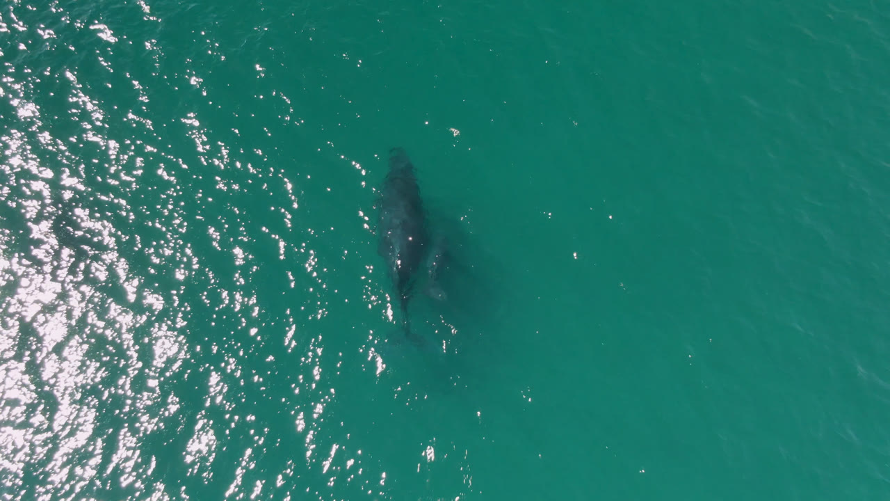 Submerged whale near sun-sparkled turquoise water from an overhead angle.