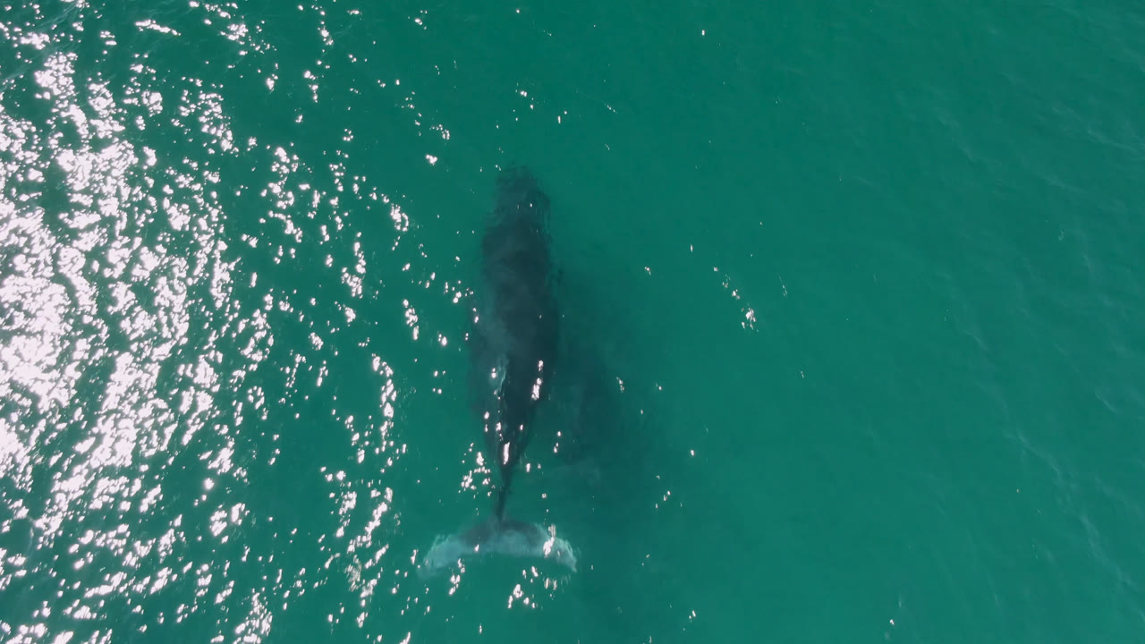 Overhead view of a large whale below the turquoise water near Laguna Beach Los Cabos, Baja California Sur, with bright sun reflections at left and no visible people.