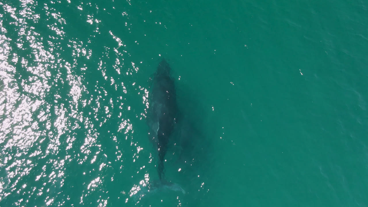 The whale sits near center frame under rippled green-blue water near Laguna Beach Los Cabos, with a patch of sun glitter to the left and no visible people.