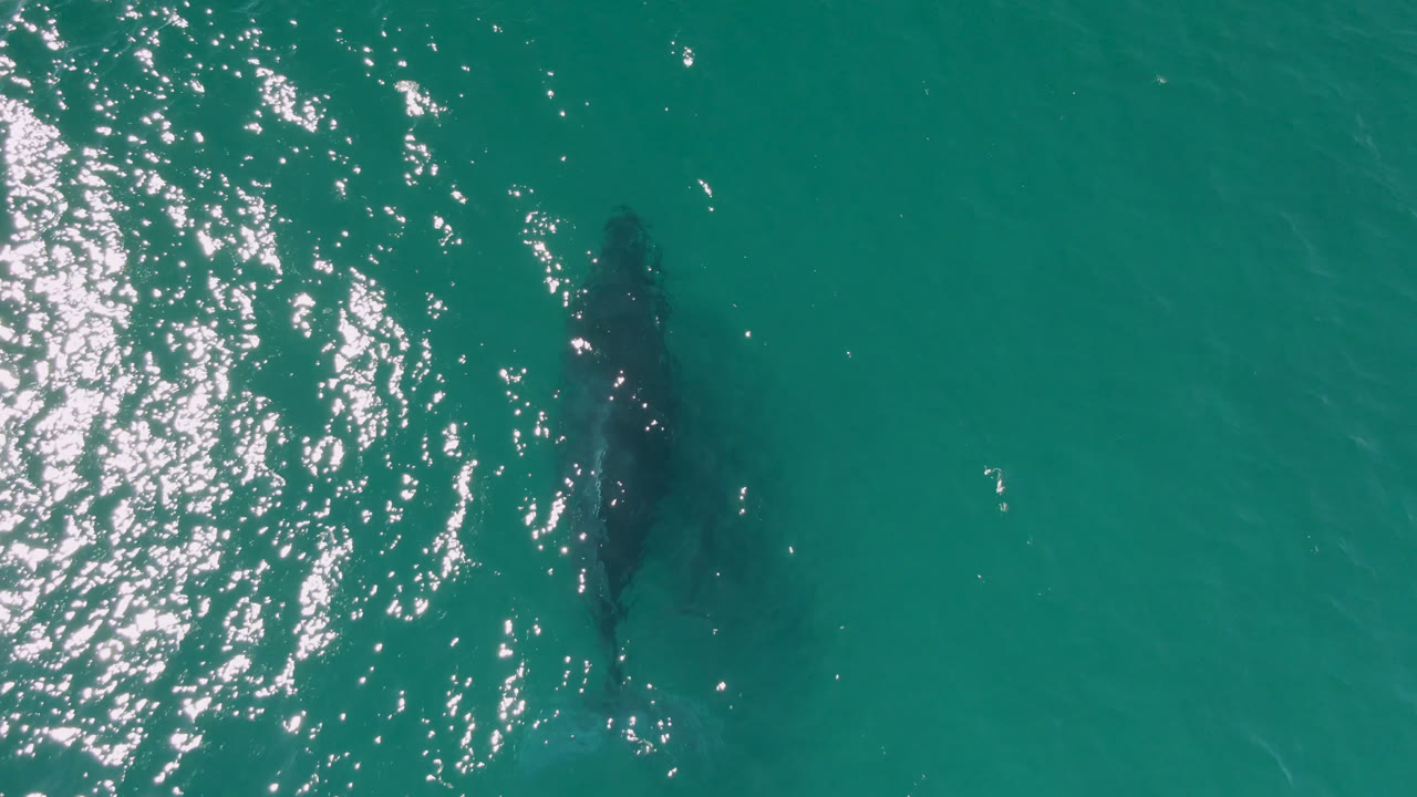 Whale beneath open water beside bright reflective ripples.