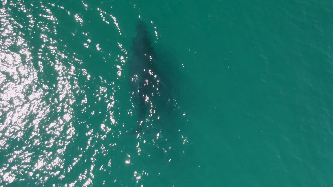 A dark whale shape is visible below turquoise water at Laguna Beach Los Cabos, with bright glare on the left side and no visible people.