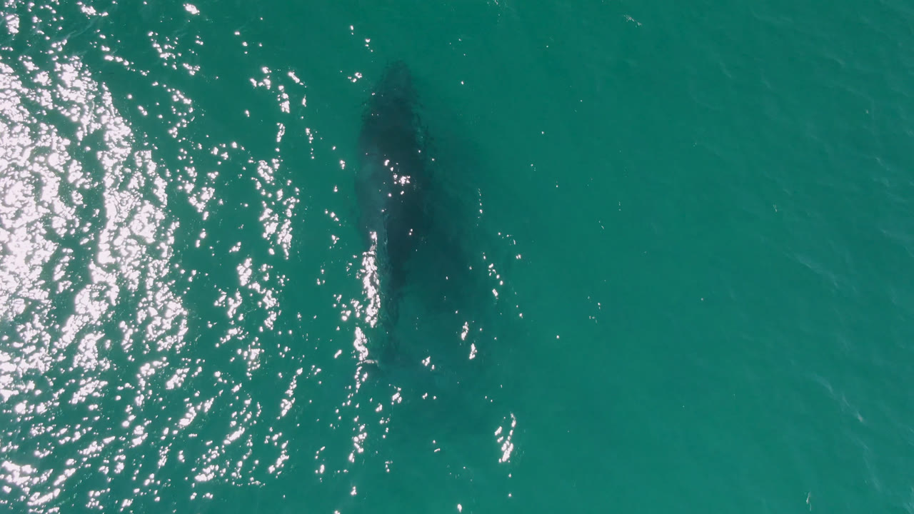 The whale sits near the center of the overhead frame in Laguna Beach Los Cabos water, partly obscured by ripples and strong reflected light, with no visible people.