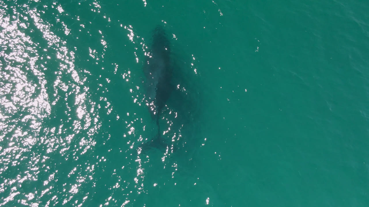 Submerged whale shape in open green-blue water