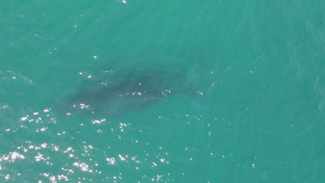 Overhead frame from Laguna Beach Los Cabos showing a dark shark shape beneath turquoise water, scattered sun reflections, and no visible people.