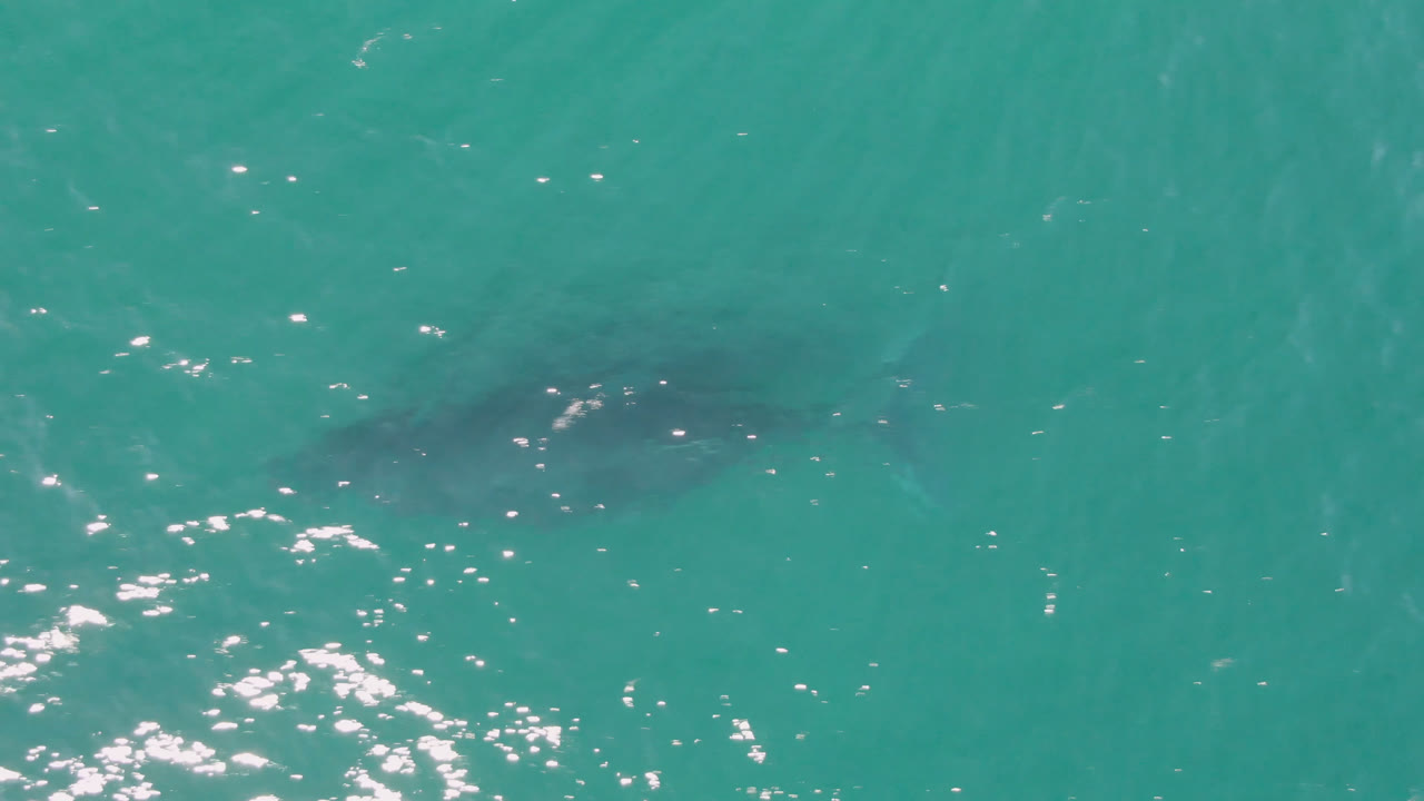 Overhead Laguna Beach Los Cabos view with the shark silhouette nearer the lower left area, clear teal water, surface shimmer, and no visible people.