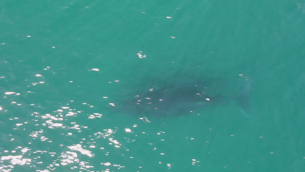 Faint shark silhouette below rippled turquoise water.