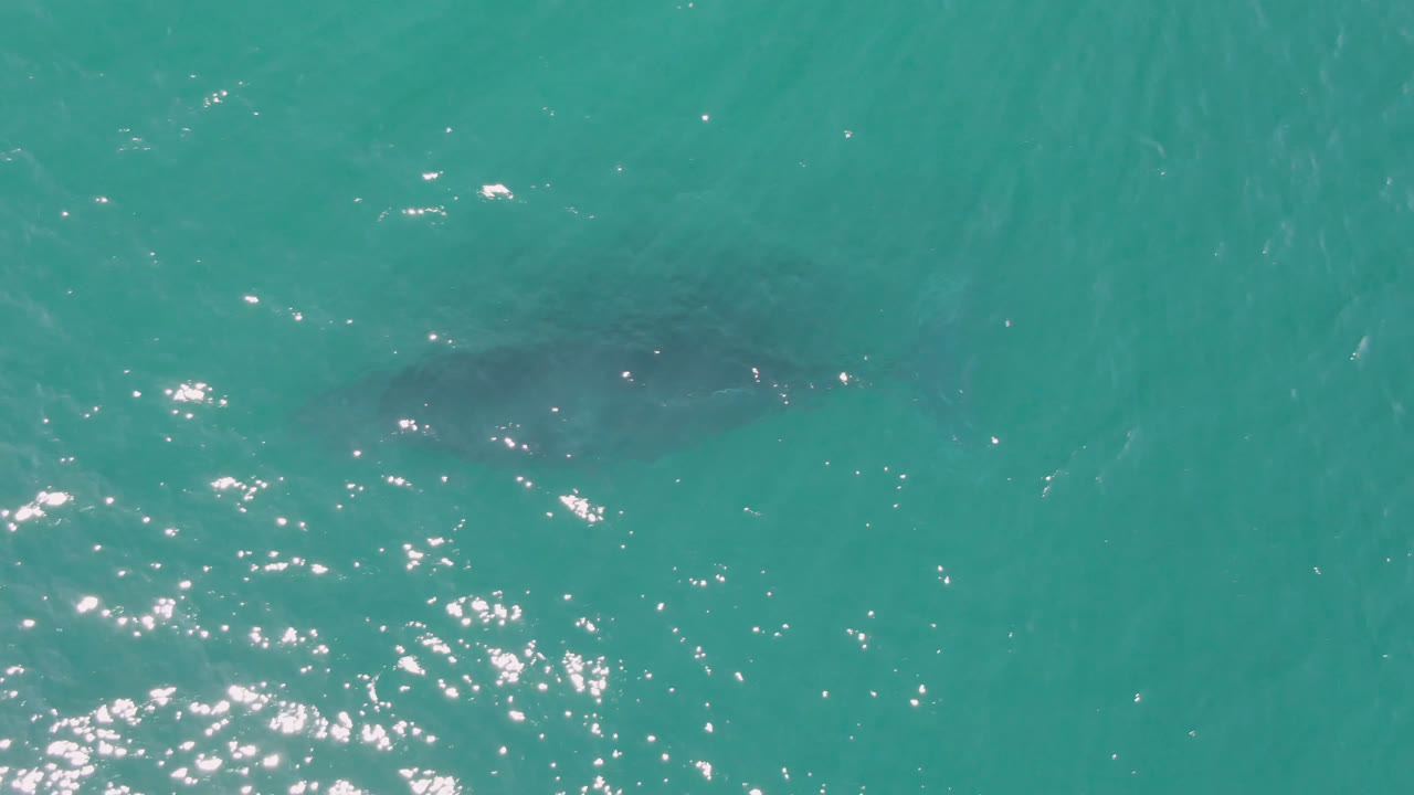 At Laguna Beach Los Cabos, a faint dark shark form sits beneath rippled turquoise water with bright sun reflections near the lower left and no visible people.
