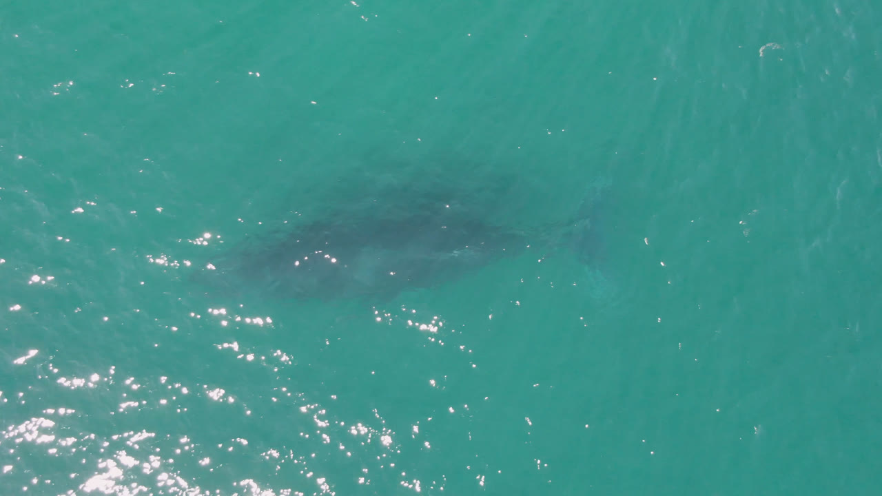 At Laguna Beach Los Cabos, the shark appears as a darker shape under clear turquoise water while small white highlights break across the surface, with no visible people.