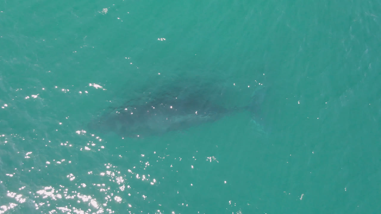 Submerged shark shape near the upper right under rippled turquoise water.