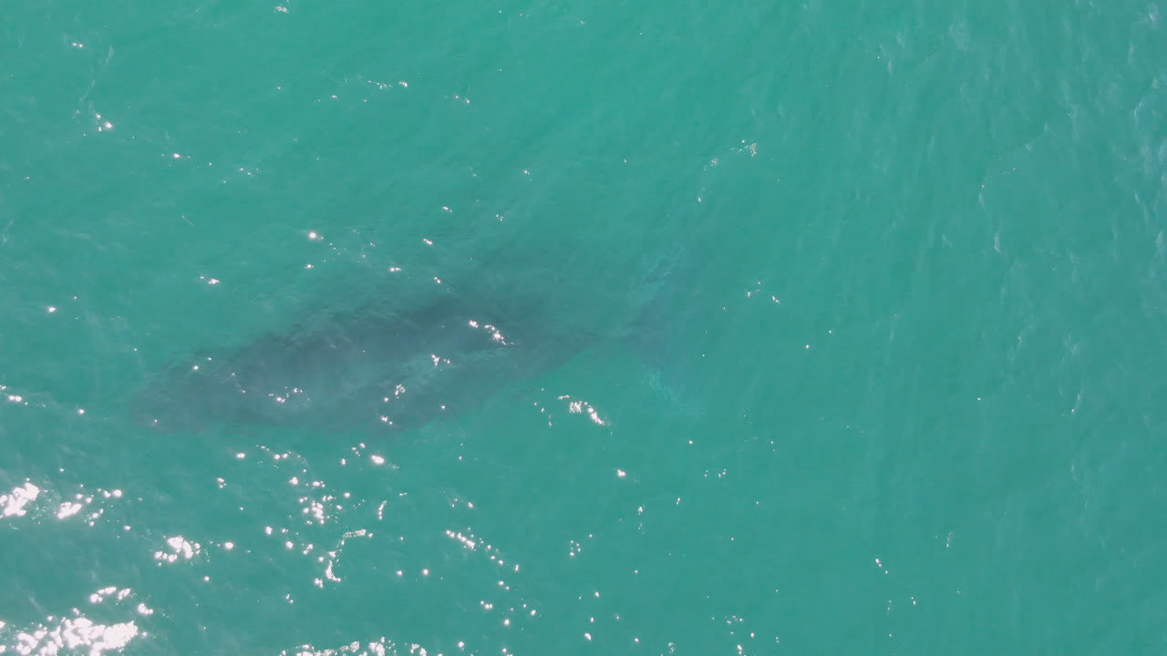 A dark shark silhouette appears beneath turquoise water near the left side of the frame in Laguna Beach Los Cabos, with bright surface reflections and no visible people.