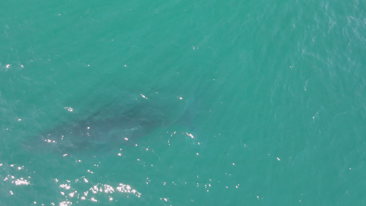 The shark silhouette sits deeper in the turquoise water near the lower center of the Laguna Beach Los Cabos frame, with small ripples overhead and no visible people.