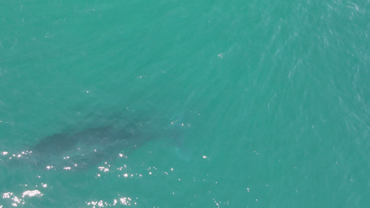 Faint shark silhouette below rippled turquoise water