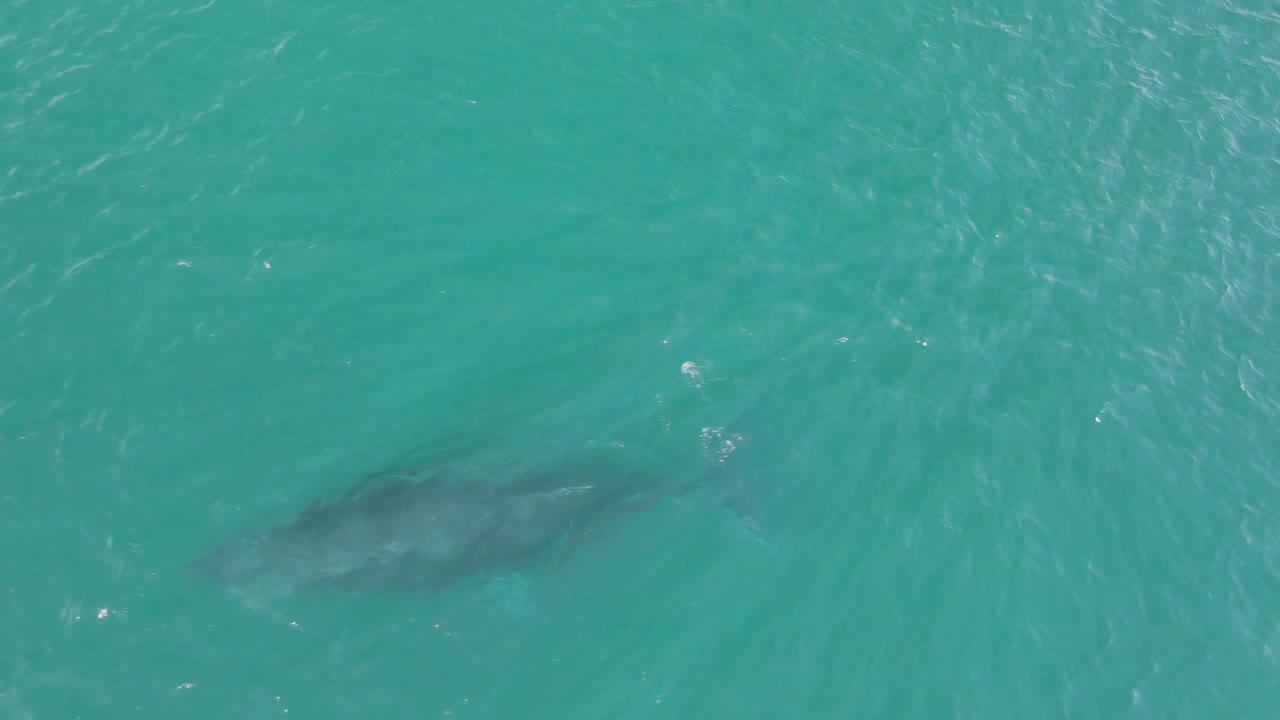 Large shark silhouette under turquoise water at Laguna Beach Los Cabos, with rippled surface texture and no visible people.