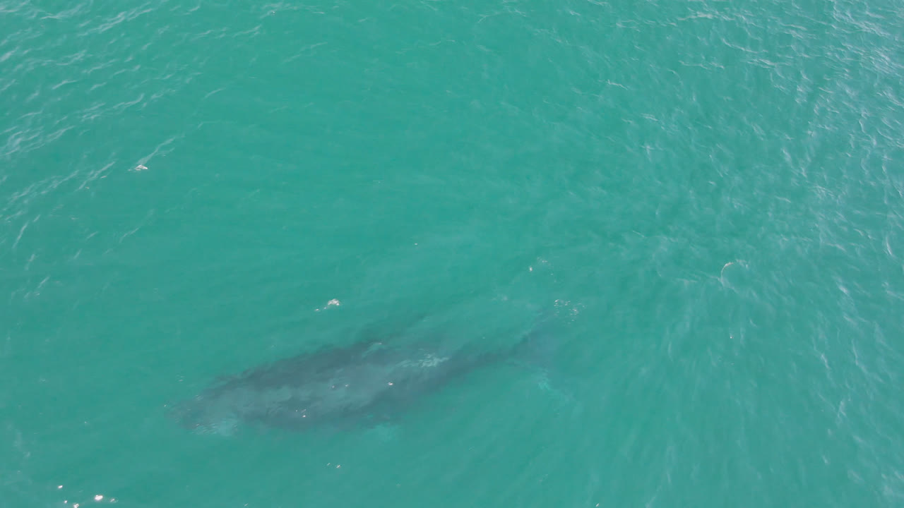 Shark shape sits deeper in blue-green ocean water at Laguna Beach Los Cabos, with faint surface glare and no visible people.