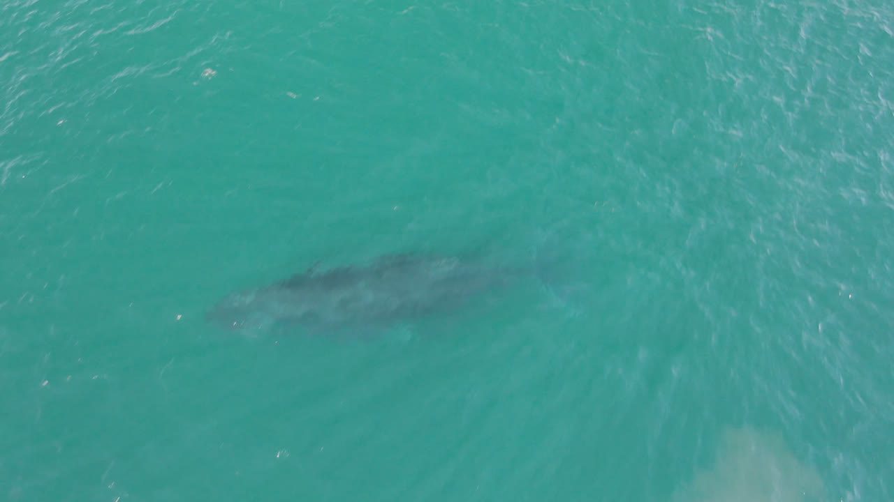 Dark shark silhouette in clear turquoise water
