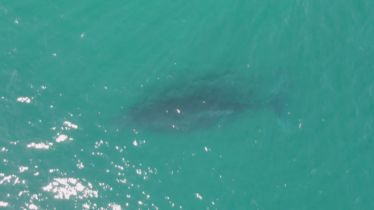 Dark shark-like silhouette beneath turquoise water with bright surface glints.