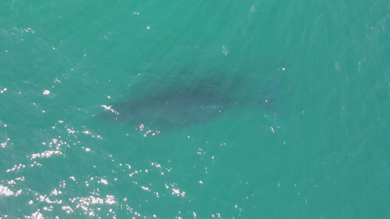 At 0:01, the shark-like silhouette sits farther into open teal water in the Laguna Beach Los Cabos clip, with small ripples and no visible people.