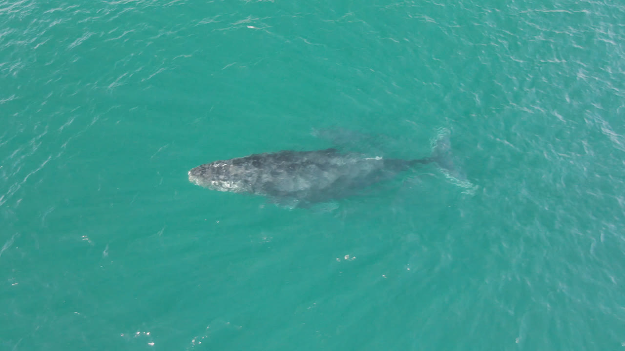 A humpback whale is visible just beneath turquoise water at Laguna Beach Los Cabos, with rippled ocean surface around it and no visible people.