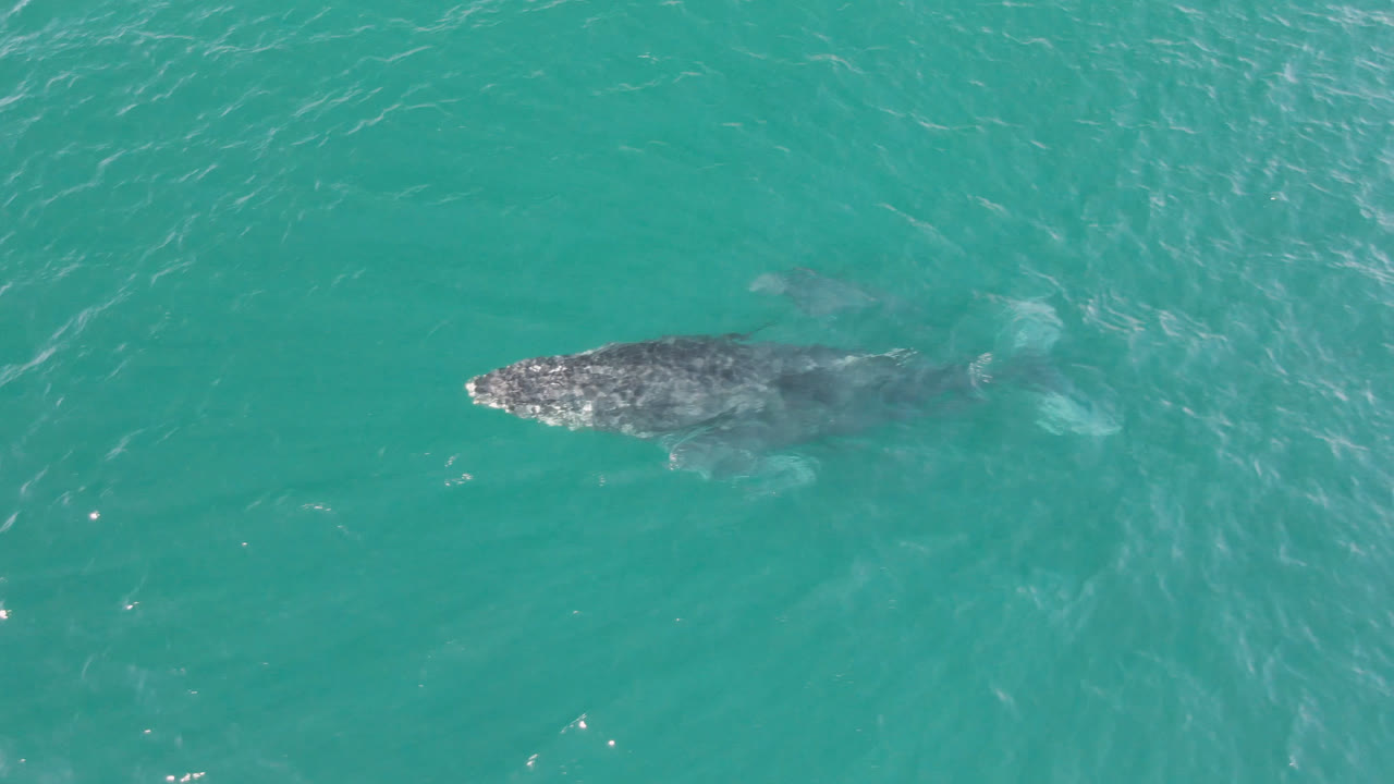 The whale remains near the surface at Laguna Beach Los Cabos, with its mottled back visible through green-blue water and no visible people.