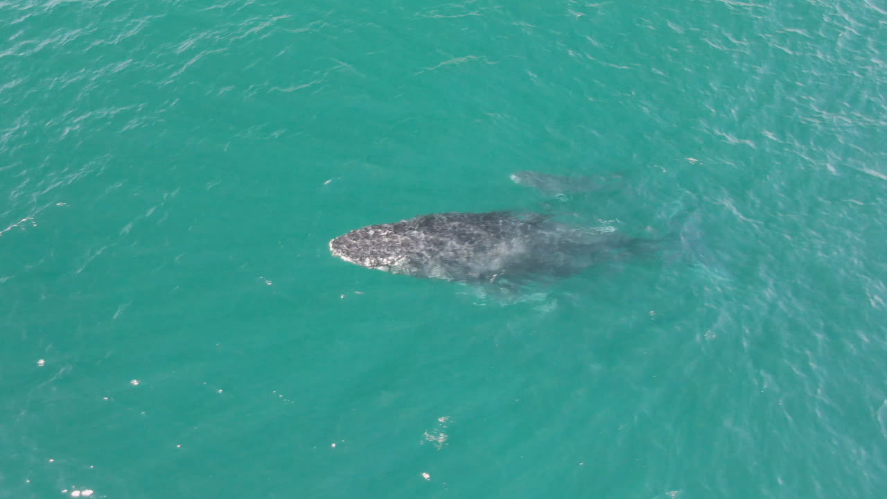 Humpback whale gliding under rippled ocean surface