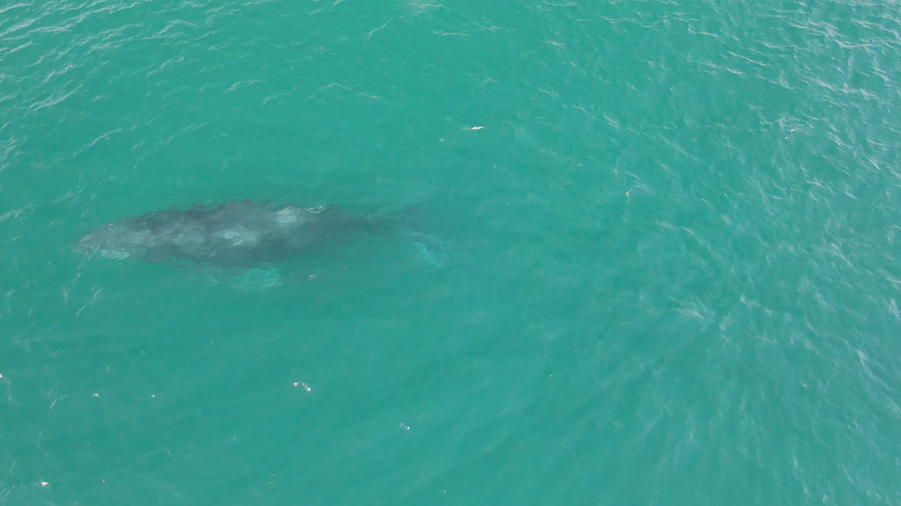 Large whale appears below the turquoise water surface near Laguna Beach Los Cabos, Baja California Sur, Mexico, with rippled texture around it and no visible people.