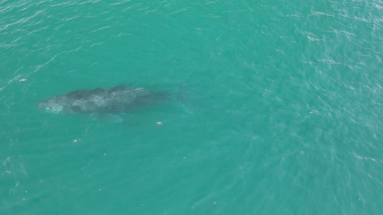 The whale is more centered under rippled blue-green water near Laguna Beach Los Cabos, Baja California Sur, Mexico, with pale wave lines crossing the frame and no visible people.