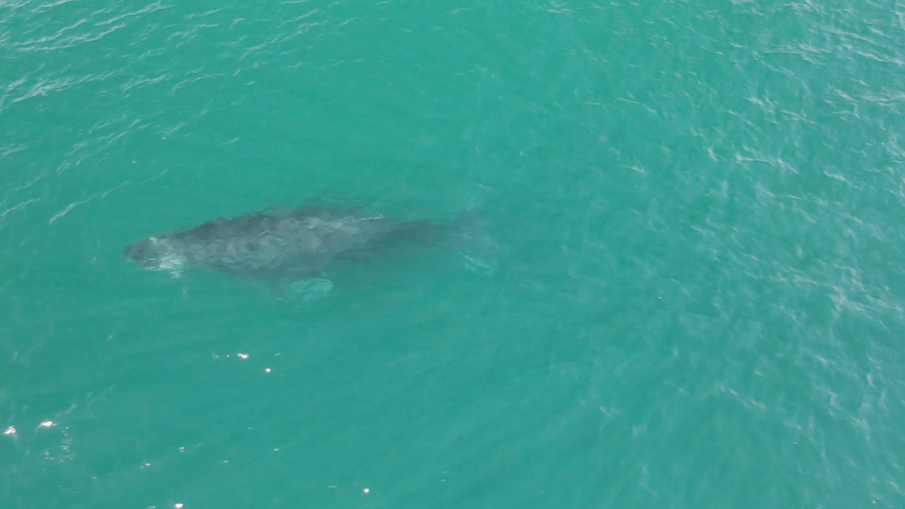 Whale near the upper part of clear ocean water