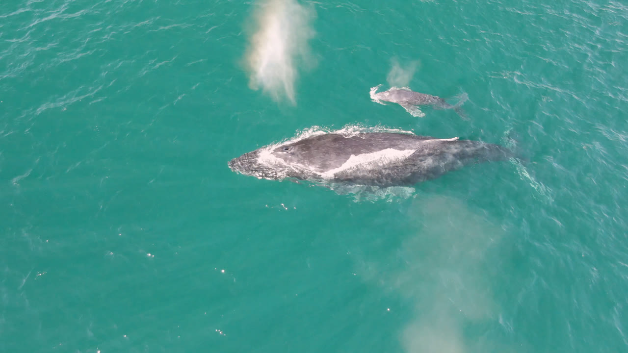 Overhead view at Laguna Beach Los Cabos, Baja California Sur, Mexico, showing two gray marine mammals in turquoise water with light surface texture and no visible people.