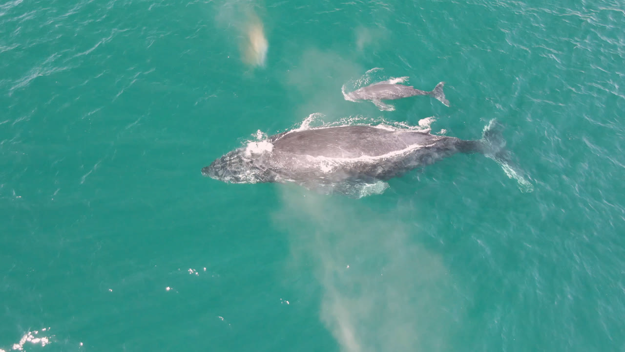 Overhead frame from Laguna Beach Los Cabos with the larger gray marine mammal centered, a smaller one above it, pale water streaks, and no visible people.