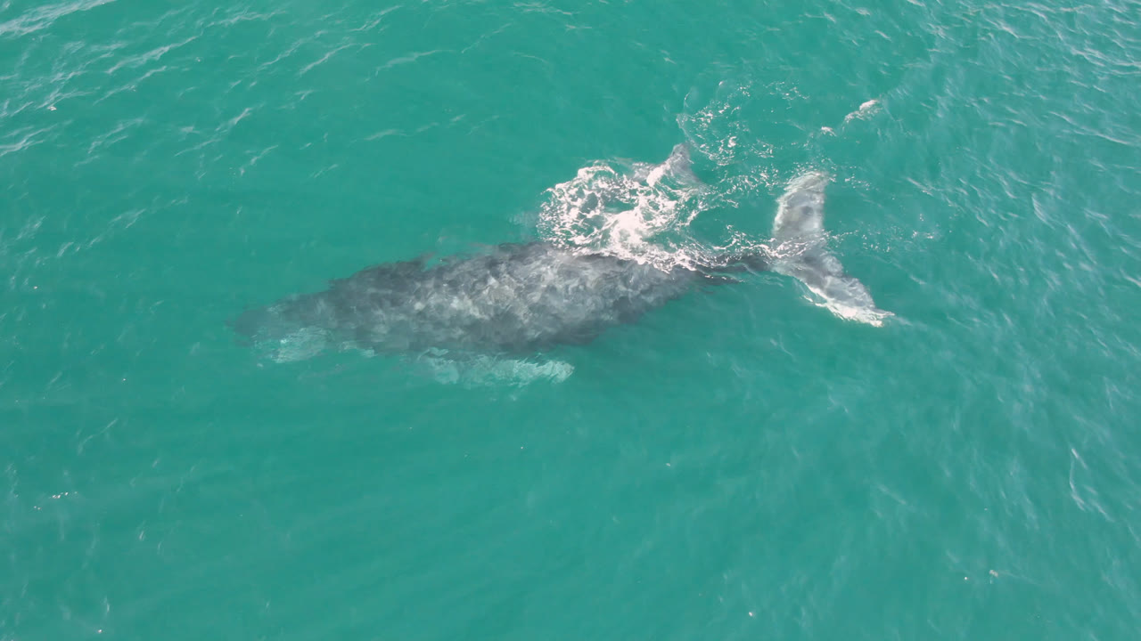 At Laguna Beach Los Cabos, a humpback whale is seen from above under turquoise water with a patch of white foam near its upper back and no visible people.