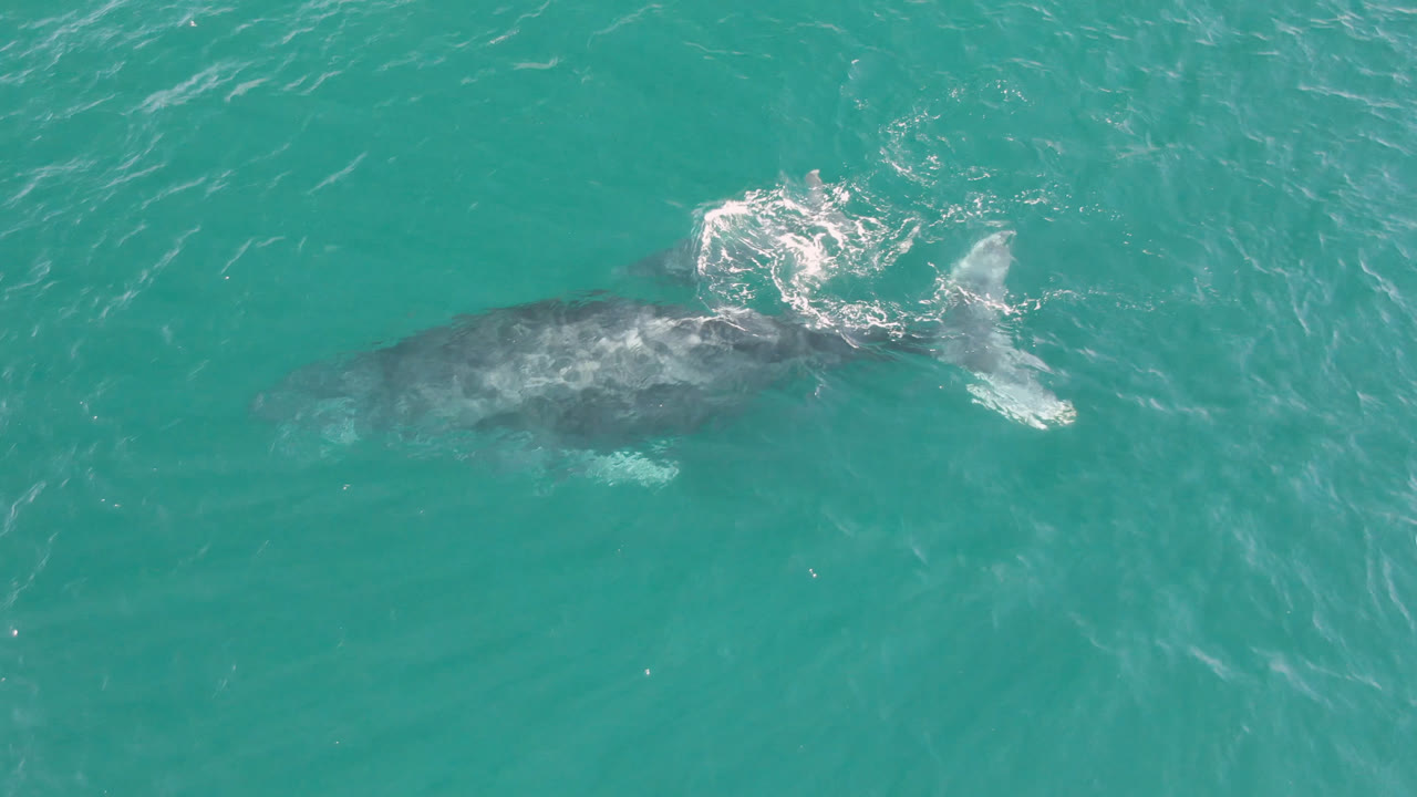 At Laguna Beach Los Cabos, the humpback whale remains below the teal surface as bright foam collects behind it and no visible people appear in frame.