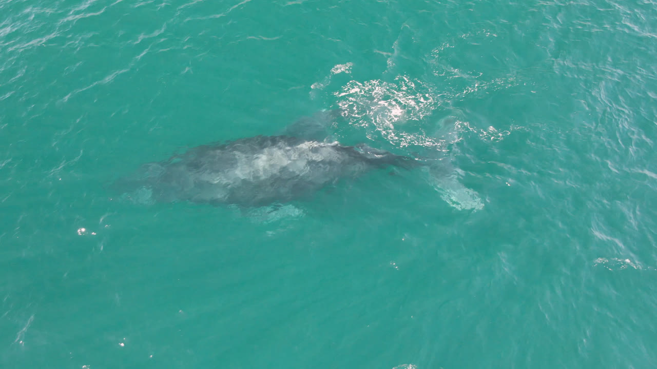 Whale silhouette beneath clear ocean water with white churn near the right side.