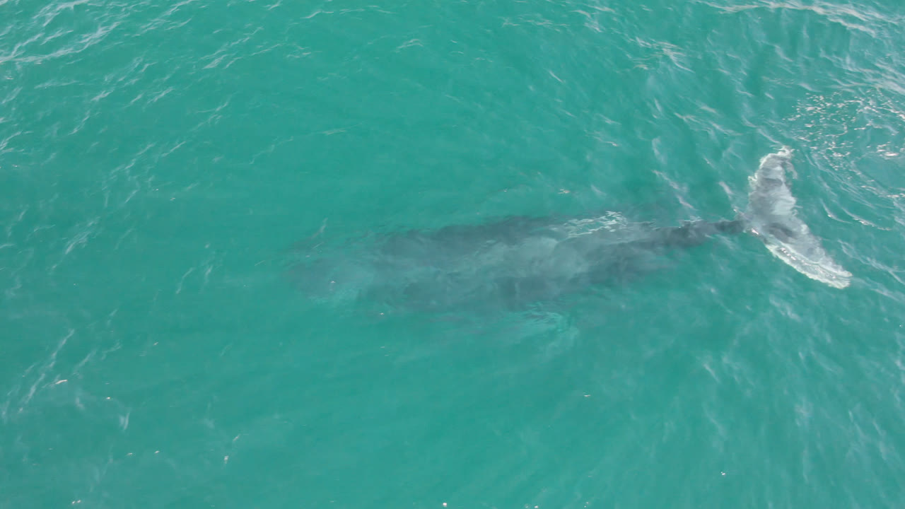 At 0:00, a humpback whale is visible as a dark form beneath turquoise water in Laguna Beach Los Cabos, Baja California Sur, Mexico, with white surface ripples and no visible people.