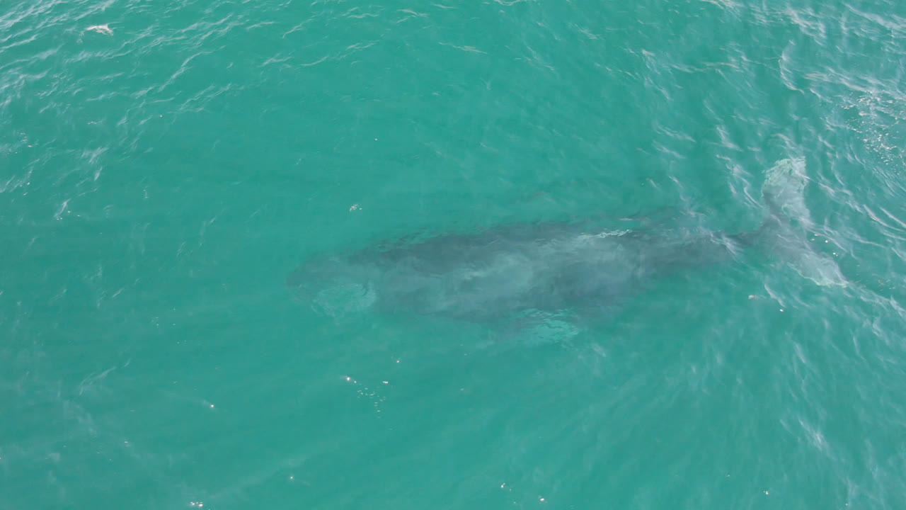 At 0:01, the whale appears centered beneath bright turquoise ocean water at Laguna Beach Los Cabos, with soft ripples across the surface and no visible people.