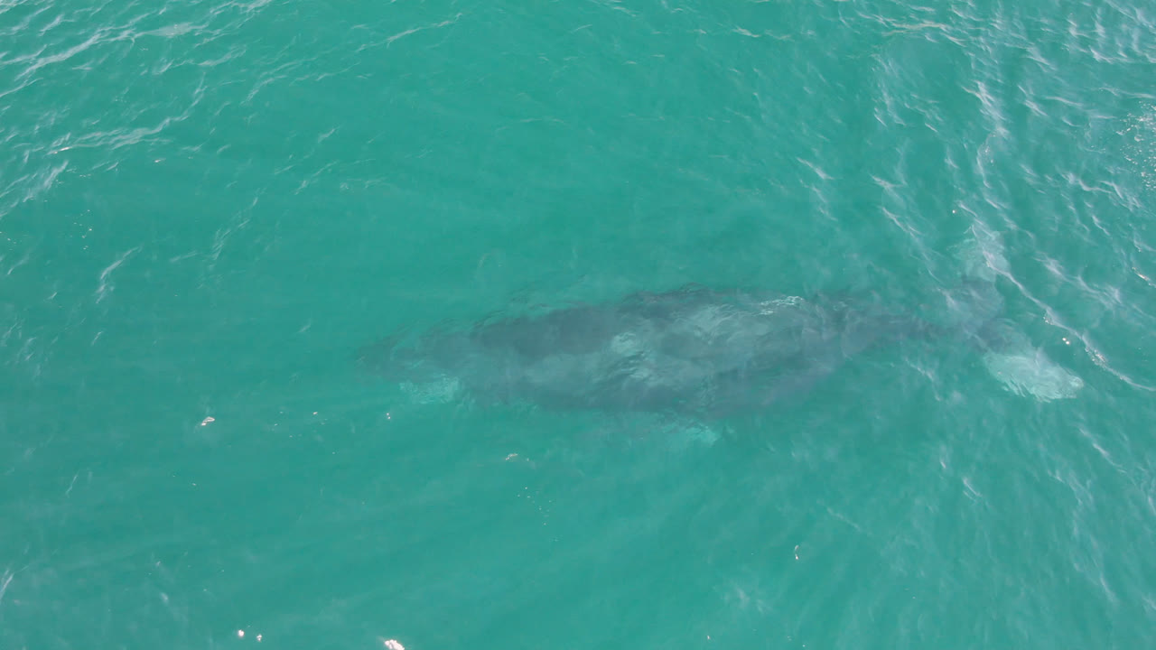 Submerged whale shape in clear ocean water