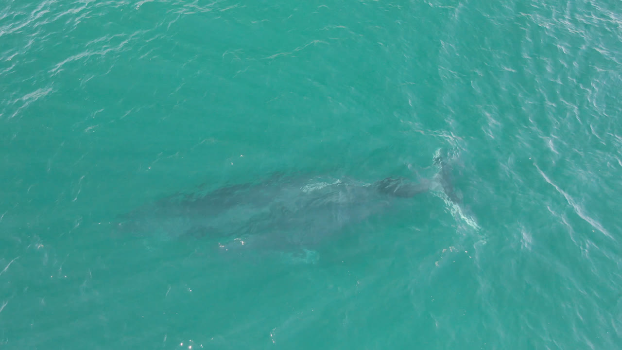 A large dark shark is visible beneath turquoise water at Laguna Beach Los Cabos, with surface ripples crossing the upper frame and no visible people.