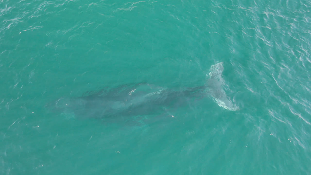 The shark appears deeper and more centered under blue-green water near Laguna Beach Los Cabos, with pale wave texture above it and no visible people.