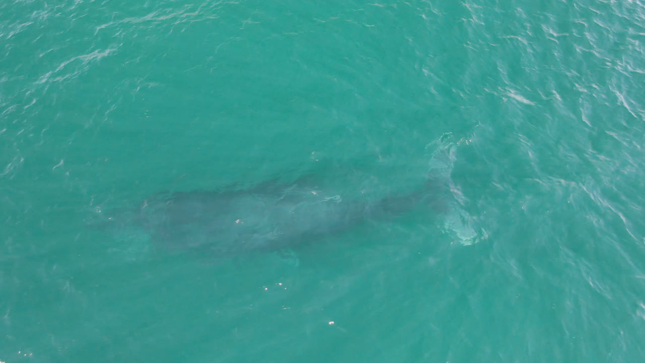 Dark shark form beneath turquoise ocean ripples