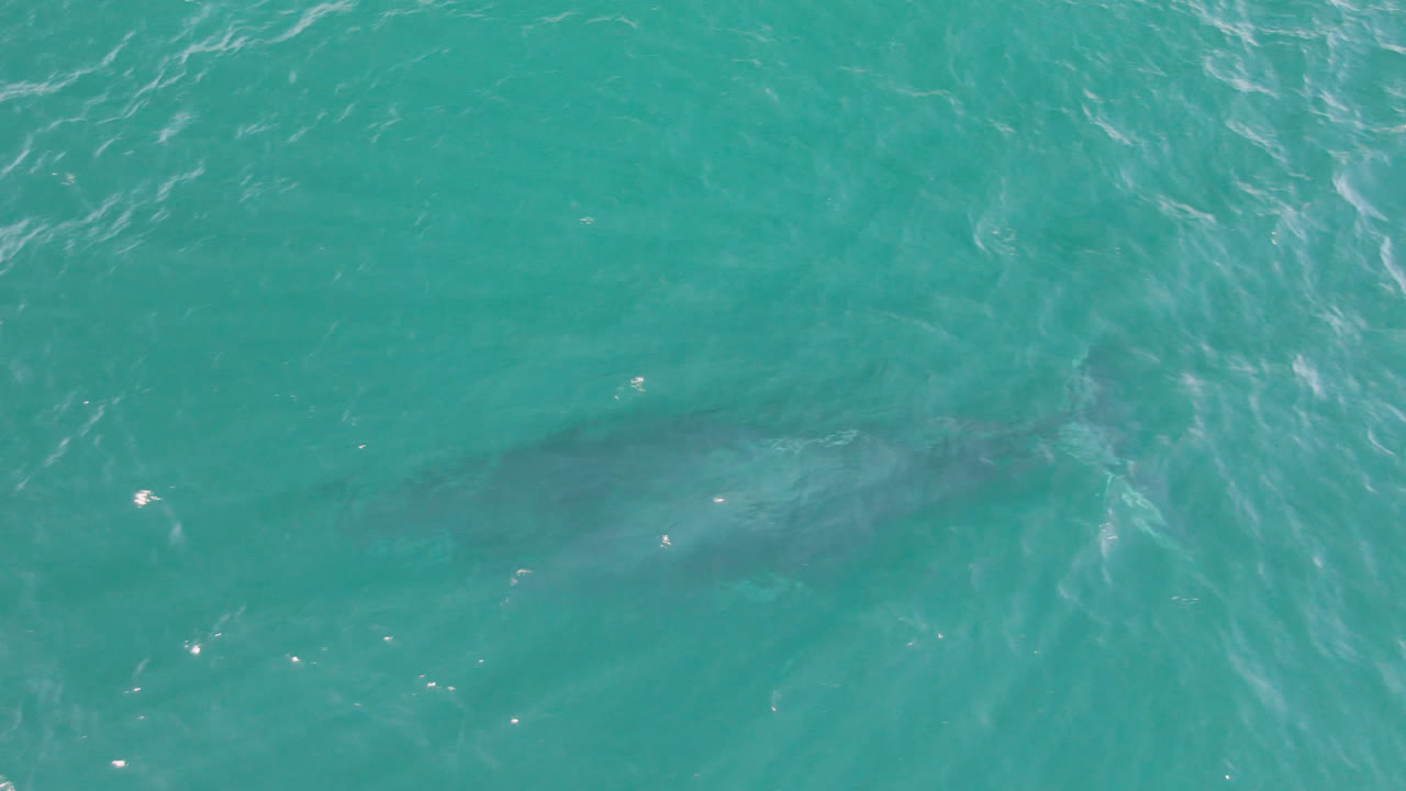 Dark shark shape beneath turquoise ocean water