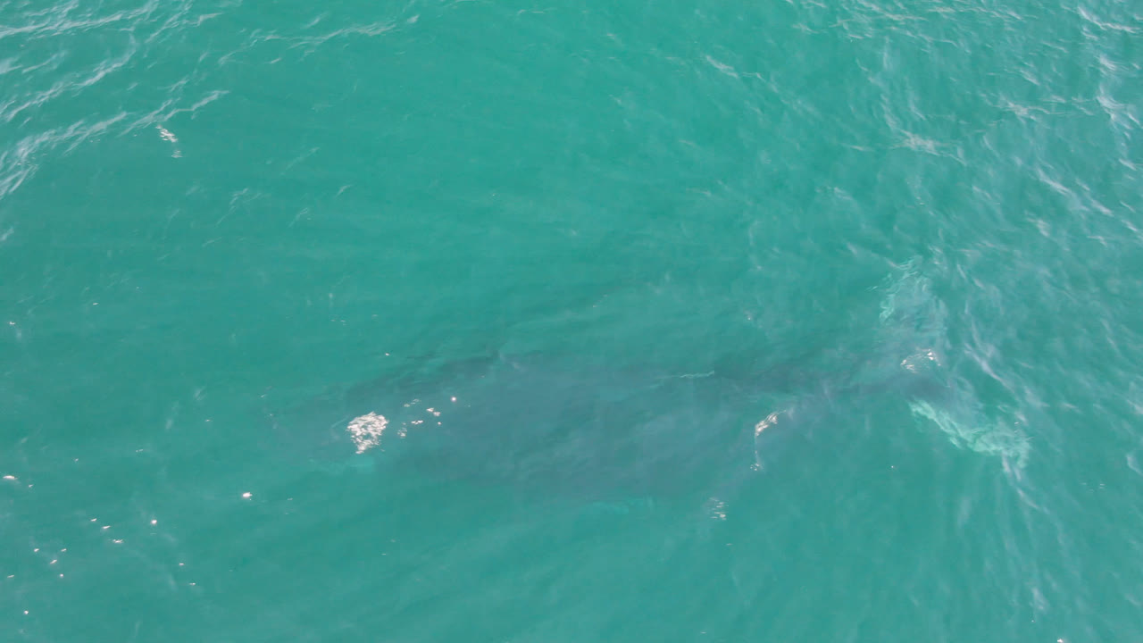 A large shark remains visible below blue-green ocean water in Laguna Beach Los Cabos, with brighter ripples crossing the top of frame and no visible people.