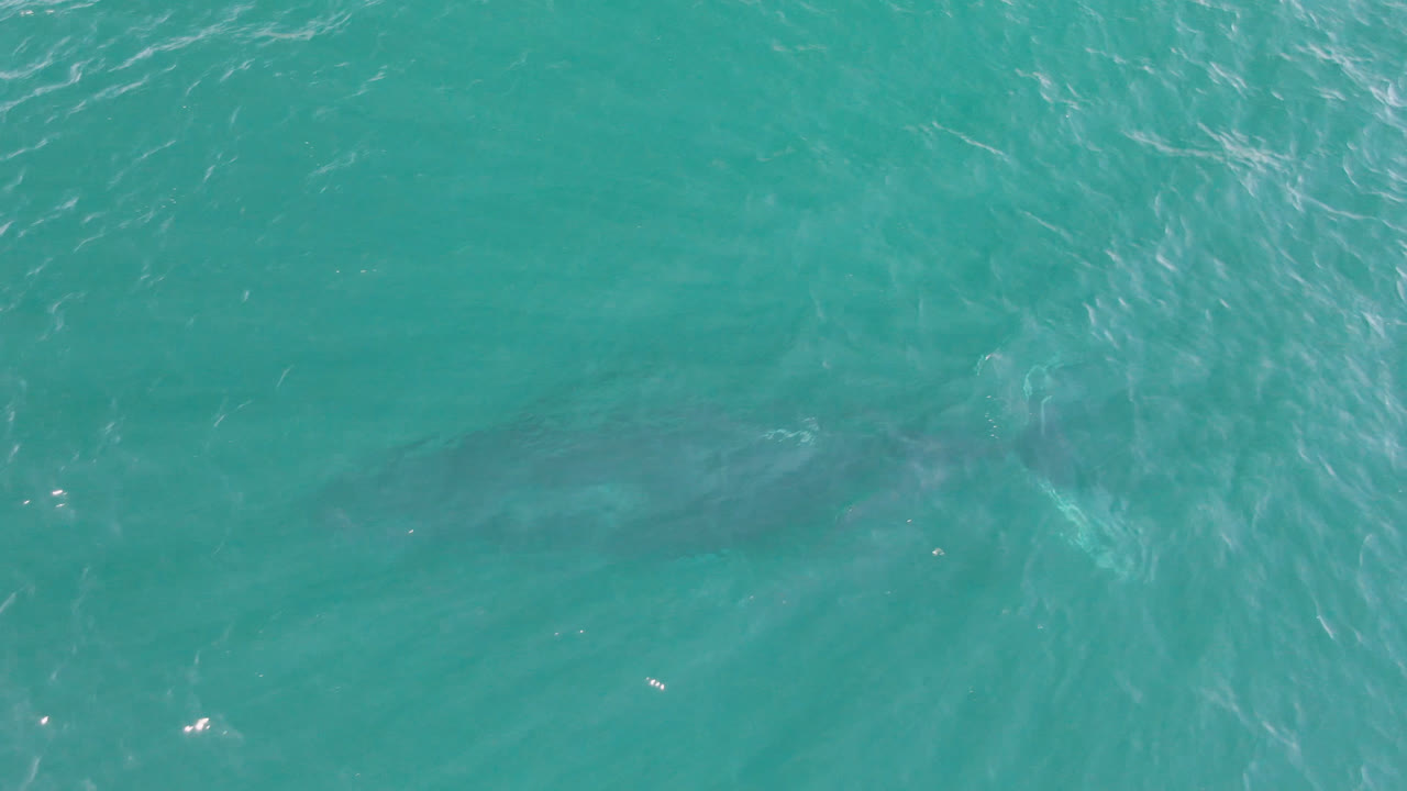 Overhead turquoise ocean with a faint large shark under the water