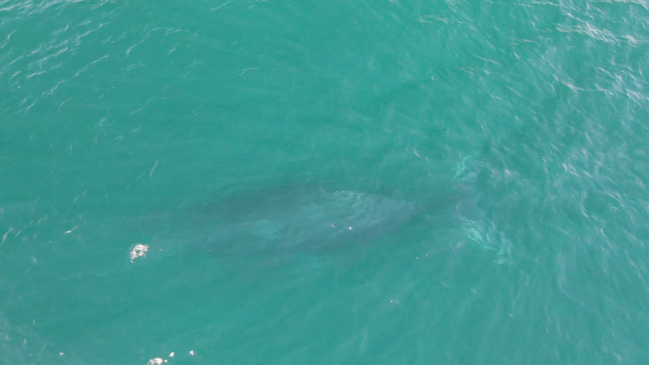At 0:01, the large shark appears as a darker silhouette below the clear blue-green water in Laguna Beach Los Cabos, with no visible people.
