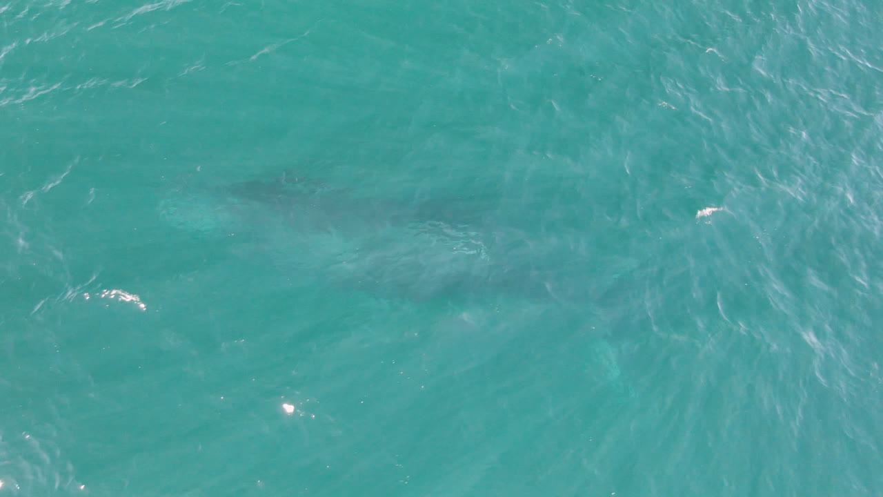 Overhead frame from Laguna Beach Los Cabos showing turquoise water and a dark shark shape under the rippled surface, with no visible people.
