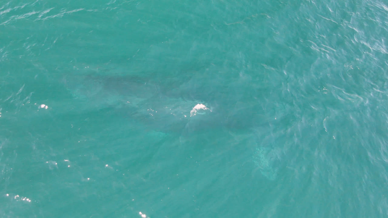 At 0:01, the Laguna Beach Los Cabos water surface shows stronger ripples while the shark silhouette remains visible beneath the turquoise water, with no visible people.