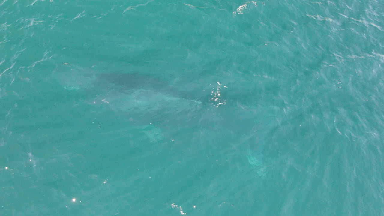 Clear ocean water with a shark shape under brighter surface ripples.